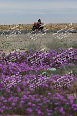 media/Jan-14-2023-SoCal Trackdays (Sat) [[497694156f]]/Turn 14 Exit Bloomig (145pm)/